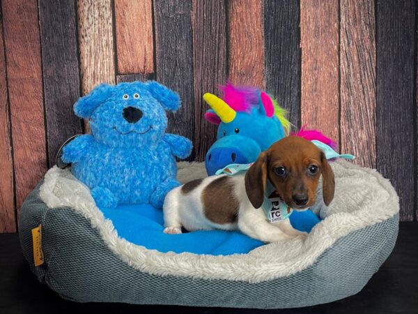 Dachshund DOG Female Red 24901 Petland Las Vegas, Nevada