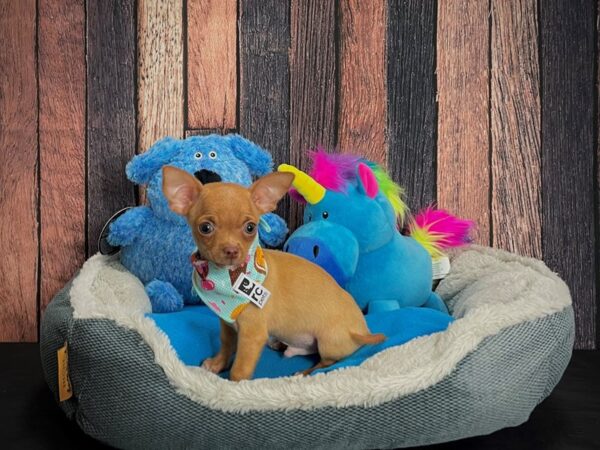 Chihuahua DOG Male Red 24900 Petland Las Vegas, Nevada