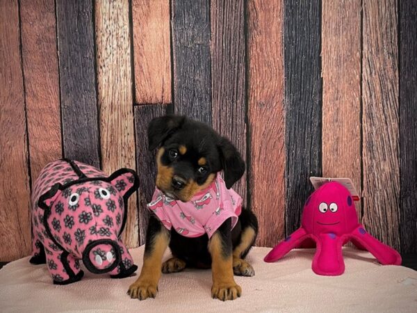 Rottweiler DOG Female Black & Mahogany 24952 Petland Las Vegas, Nevada