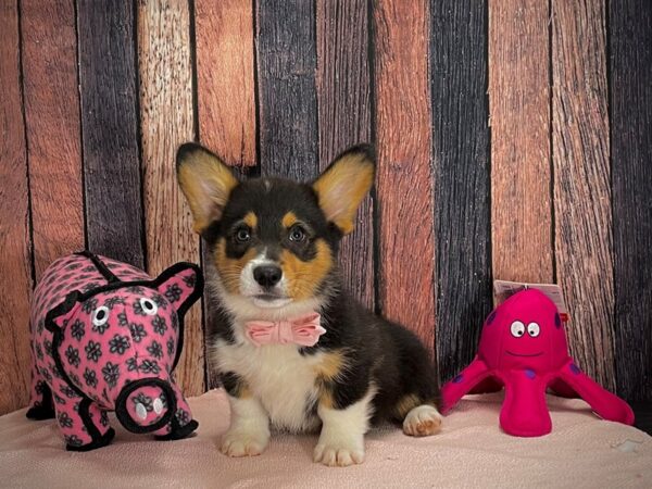 Pembroke Welsh Corgi DOG Male Black and Tan 24936 Petland Las Vegas, Nevada