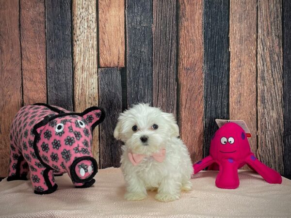 Maltese-DOG-Male-White-24934-Petland Las Vegas, Nevada