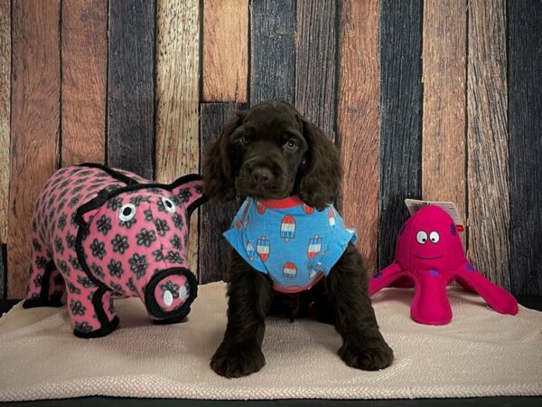 Cocker Spaniel DOG Male Brown 24930 Petland Las Vegas, Nevada