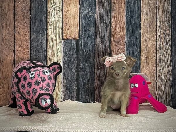 Chihuahua-DOG-Female-Blue and Tan-24929-Petland Las Vegas, Nevada