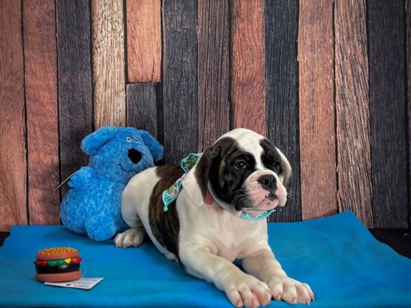 American Bulldog/English Bulldog-DOG-Female-Brindle and White-24961-Petland Las Vegas, Nevada