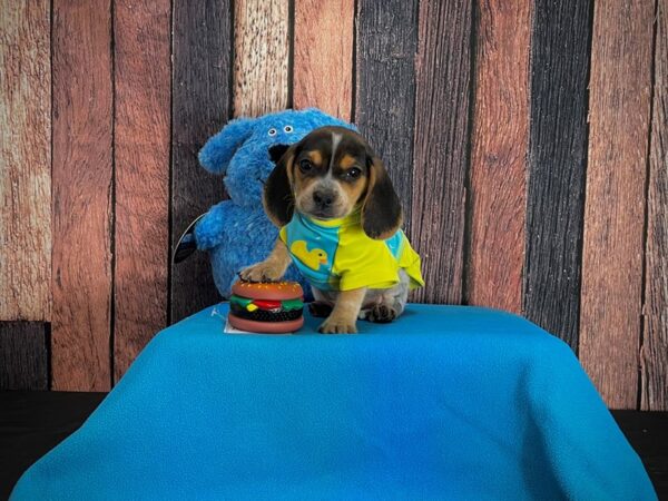 Beagle DOG Male Black Tan and Blue Ticked 24955 Petland Las Vegas, Nevada