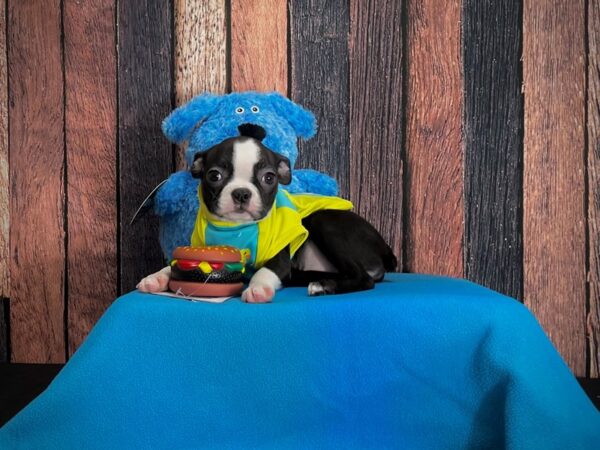 Boston Terrier DOG Female Black and White 24956 Petland Las Vegas, Nevada