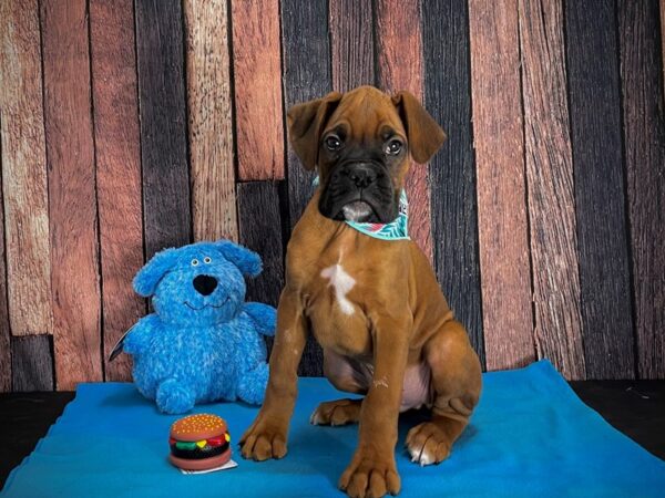 Boxer DOG Male Fawn 24963 Petland Las Vegas, Nevada