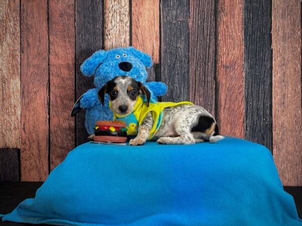 Chihuahua/Dachshund-DOG-Male-Black / Tan-24971-Petland Las Vegas, Nevada