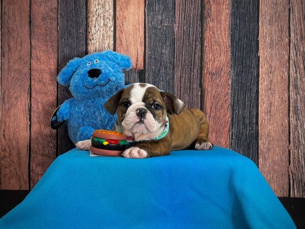 English Bulldog-DOG-Male-Brindle and White-24957-Petland Las Vegas, Nevada