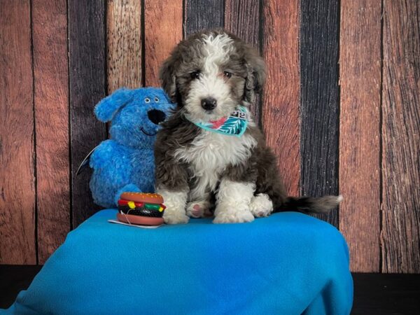 F1B Mini Bernadoodle DOG Female Blue Merle / Tan 24973 Petland Las Vegas, Nevada