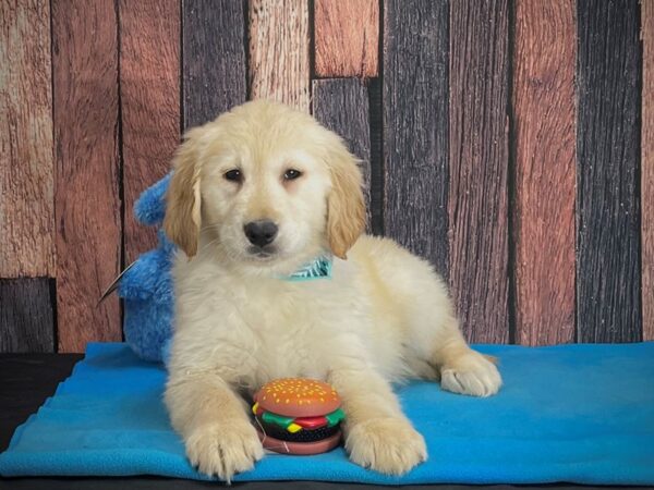 Golden Retriever DOG Female Light Golden 24966 Petland Las Vegas, Nevada