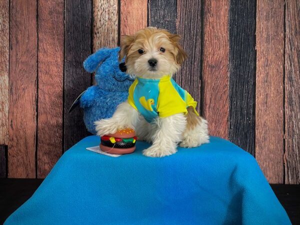 Maltese/Yorkshire Terrier DOG Male Gold 24962 Petland Las Vegas, Nevada