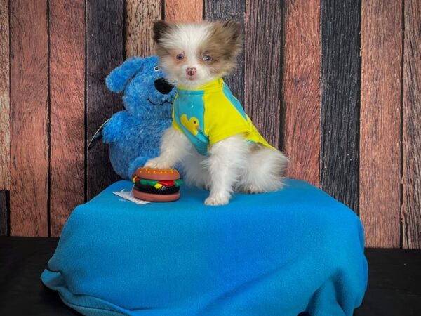 Pomeranian-DOG-Male-Blue Fawn-24969-Petland Las Vegas, Nevada