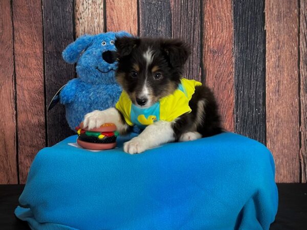 Shetland Sheepdog DOG Male Black White and Tan 24959 Petland Las Vegas, Nevada