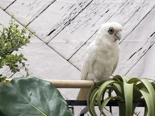 Bare-eyed Cockatoo-BIRD-Male--23782-Petland Las Vegas, Nevada