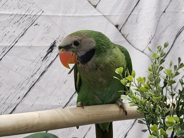 Derbyan Parakeet-BIRD-Male--24983-Petland Las Vegas, Nevada