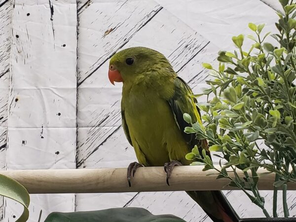 Regent Parrot-BIRD-Male--24980-Petland Las Vegas, Nevada