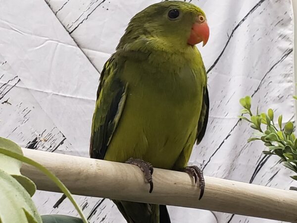 Regent Parrot-BIRD-Male--24979-Petland Las Vegas, Nevada