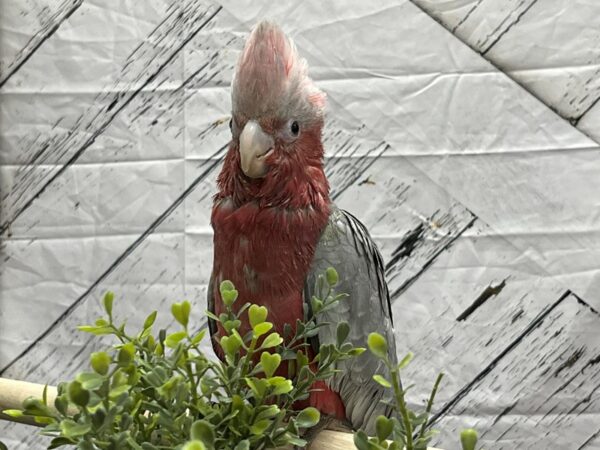 Rose Breasted Cockatoo-BIRD-Female--24984-Petland Las Vegas, Nevada