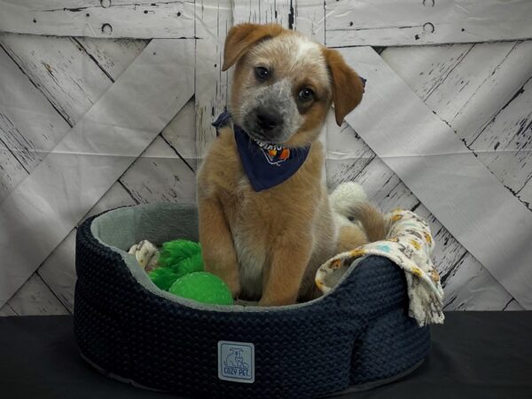 Australian Cattle Dog DOG Male Red Mottled 24988 Petland Las Vegas, Nevada