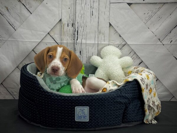 Beagle DOG Male Brown and White 24989 Petland Las Vegas, Nevada