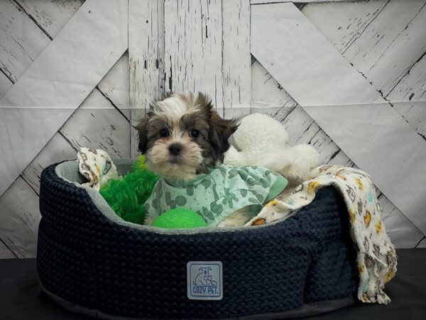 Bichon Frise/Shih Tzu DOG Male Gold and White 24993 Petland Las Vegas, Nevada