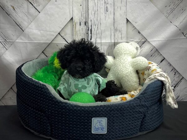 F1B Mini Labradoodle-DOG-Female-Black-25007-Petland Las Vegas, Nevada