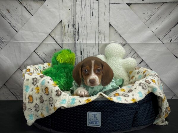 Beagle DOG Female Chocolate / Tan 24995 Petland Las Vegas, Nevada