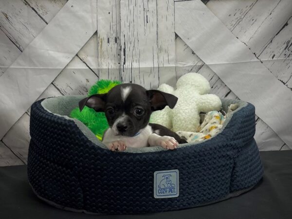 Chihuahua DOG Male Black / White 24997 Petland Las Vegas, Nevada