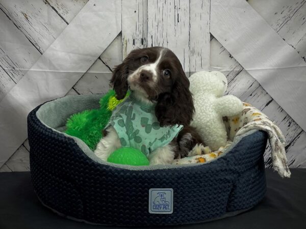 Cocker Spaniel DOG Female Chocolate 24998 Petland Las Vegas, Nevada