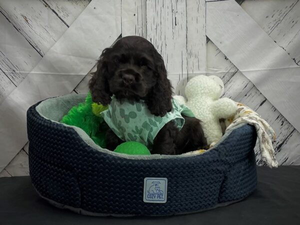 Cocker Spaniel DOG Male Chocolate 24999 Petland Las Vegas, Nevada