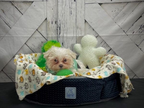 Maltese DOG Female White 25001 Petland Las Vegas, Nevada