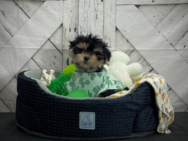 Maltese/Yorkshire Terrier DOG Male Black and Gold 24994 Petland Las Vegas, Nevada