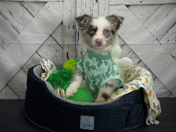 Miniature American Shepherd DOG Female Blue Merle 24992 Petland Las Vegas, Nevada