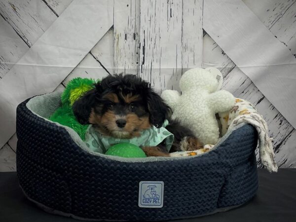 Miniature Australian Shepherd/Poodle DOG Female Black / Tan 25008 Petland Las Vegas, Nevada