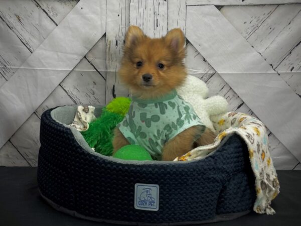 Pomeranian DOG Female Orange Sable 24991 Petland Las Vegas, Nevada