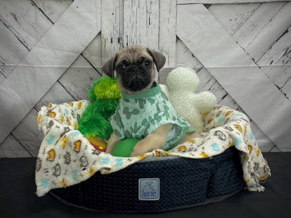 Pug DOG Male Fawn 25003 Petland Las Vegas, Nevada