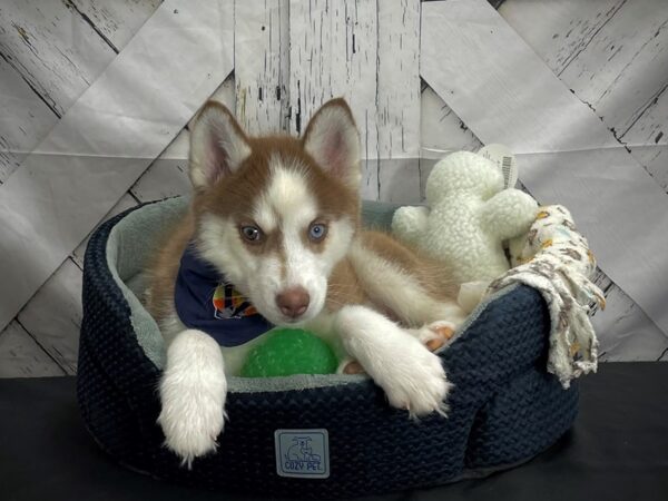 Siberian Husky DOG Female Red / White 25010 Petland Las Vegas, Nevada