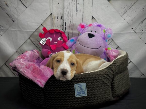 Beagle DOG Male Lemon and White 25012 Petland Las Vegas, Nevada