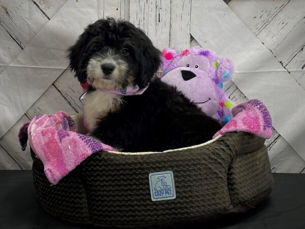 Bernese Mountain Dog/Poodle-DOG-Male-Tri Color-25017-Petland Las Vegas, Nevada