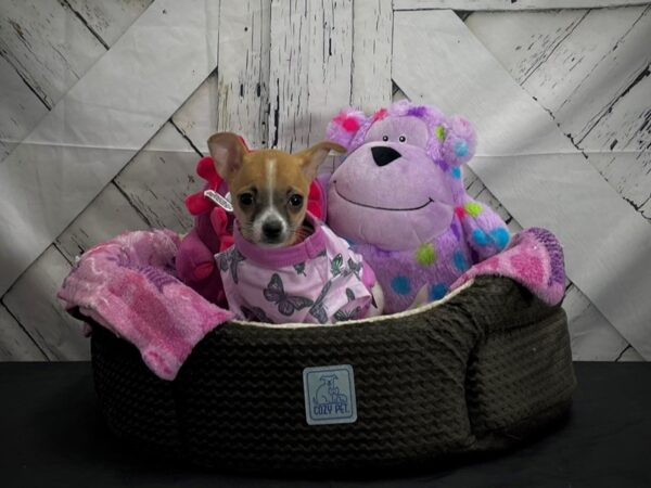 Chihuahua-DOG-Female-Red and White-25013-Petland Las Vegas, Nevada