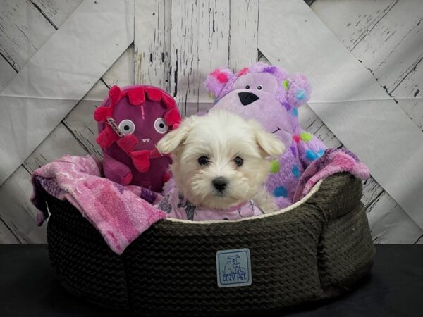 Coton De Tulear DOG Female White 25016 Petland Las Vegas, Nevada