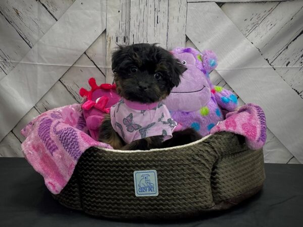 F1B Yorkie Poo-DOG-Male-Black and Tan-25020-Petland Las Vegas, Nevada