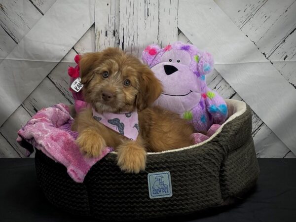 F2 Aussiedoodle-DOG-Female-Bronze-25018-Petland Las Vegas, Nevada