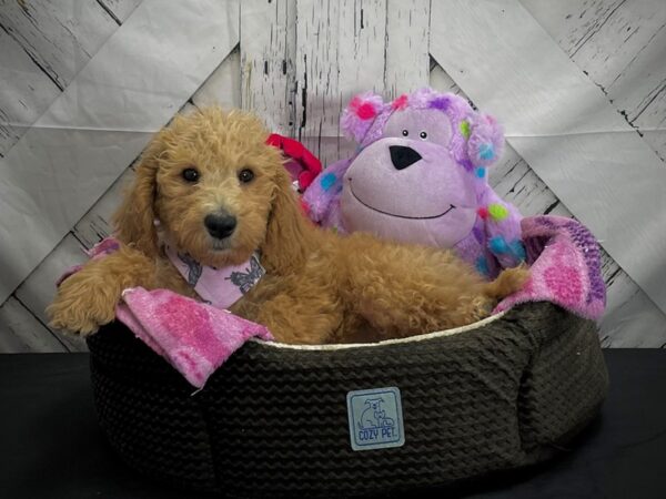 Labradoodle F1-B DOG Male 25022 Petland Las Vegas, Nevada