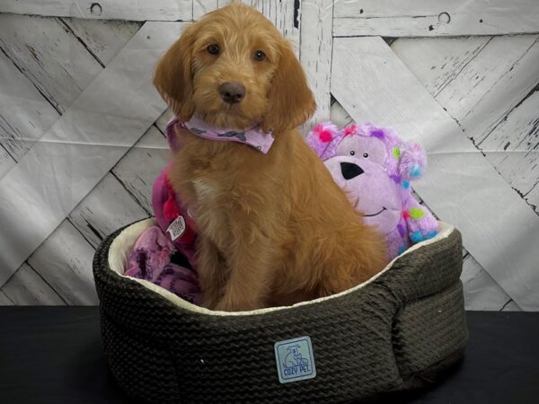 Labradoodle F1-B DOG Female 25023 Petland Las Vegas, Nevada