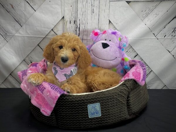 Labradoodle F1-B DOG Female 25024 Petland Las Vegas, Nevada