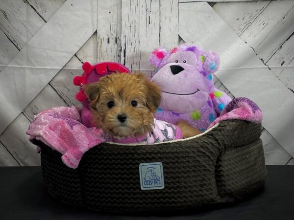 Maltese/Yorkshire Terrier DOG Female Gold 25019 Petland Las Vegas, Nevada