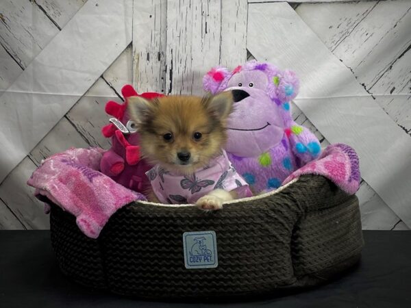 Pomeranian DOG Female Orange Sable 25015 Petland Las Vegas, Nevada