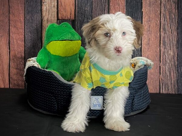 F2 Mini Sheepadoodle DOG Female Chocolate Merle / Tan 25041 Petland Las Vegas, Nevada